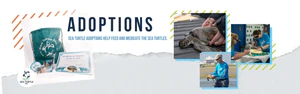 Welcome Home to Sea Turtle